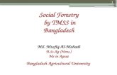 Social Forestry by TMSS in Bangladesh