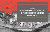 Why You Need Pest Control in the OKC Winter Months (Hint: Mice)