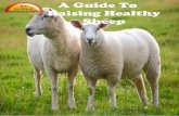 A Guide To Raising Healthy Sheep