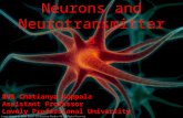 Neuron and neurotransmitters