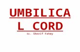 Umbilical Cord (General Embryology)
