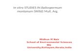 In vitro STUDIES IN Baliospermummontanum (Willd) Mull. Arg.