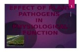 Effect of plant pathogens in plant physiologicalfunction