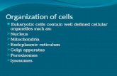 Functions of cell organelles