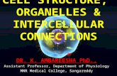 Cell & its organelles, inter cellular conections