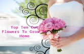 Top Ten Cut Flowers To Grow At Home