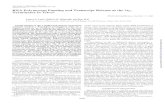RNA Polymerase Pausing and Transcript Release at the AtRl ...