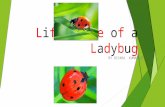 Life cycle of a ladybug diyara kumarage