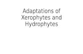 Adaptations of plants- Xerophytes and hydrophytes