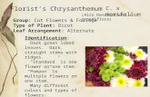 Florist's chrysanthemum show