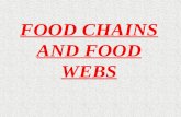 Food chains and food webs 2