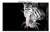 White tiger 2