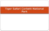 Tiger Safari Corbett National Park