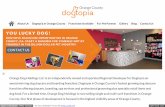 Dog day care orange county