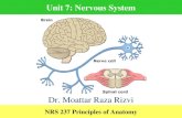 Unit 7 nervous system nrs 237