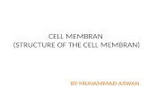 Cell membran