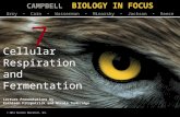 Biology in Focus - Chapter 7