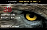 Biology in Focus - Chapter 38
