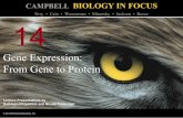 Biology in Focus - Chapter 14