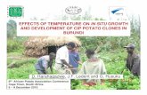Effects of temperature on potato crop