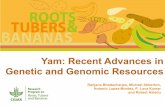 Yam: Recent Advances in Genetic and Genomic Resources