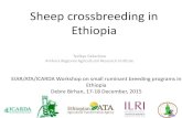Sheep crossbreeding in Ethiopia