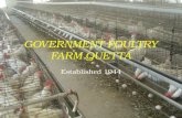 GOVERNMENT POULTRY FARM QUETTA