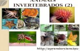 Animais invertebrados   parte 2