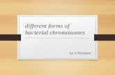 Different forms of bacterial chromosom