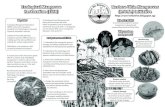 Restore Ubin Mangroves (R.U.M.) Initiative pamphlet (English)