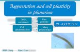 Regeneration and cell plasticity in planarian