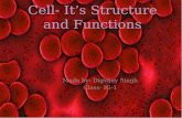 Cell: it’s structure and functions