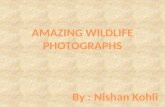 Nishan Kohli Wildlife Photography
