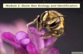 Module 2: Basic Bee Biology and Identification