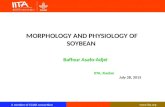 Morphology and Physiology of Soybean