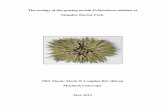MW Langdon PhD Thesis_The Ecology of the grazing urchin Echinometra mathaei at Ningaloo Marine Park_ OCTOBER  2012