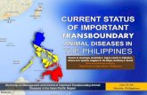 Domingo   current status of tads philippines manila 38 slides