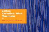 Coffee Varieties Blue Mountain