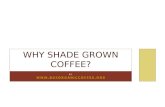 Why Shade Grown Coffee