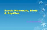Exotic mammals, birds  reptiles final version