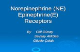 Norepinephrine (NE) Epinephrine(E) Receptors