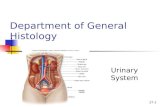 Histology 22-Urinary-system