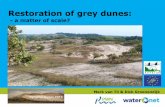 Restoration of grey dunes a matter of scale