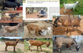 Biodiversité moléculaire des écotypes de chèvres (Capra hircus) du Cameroun