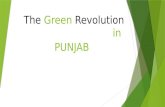 The green revolution in Punjab