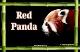 Red Panda - animated widescreen
