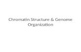 Chromatin Structure & Genome Organization by shivendra kumar