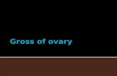 Grossing procedure for ovary