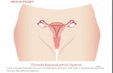 The PCOS! Every Woman Should Know These Symptoms And How To Treat It!