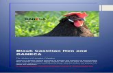 Black castilian hen Ganeca 2015 The chicken of Cristopher Columbus